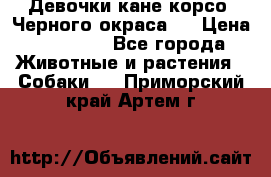 Девочки кане корсо. Черного окраса.  › Цена ­ 65 000 - Все города Животные и растения » Собаки   . Приморский край,Артем г.
